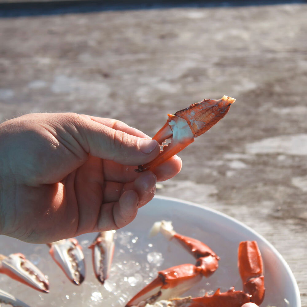 Toadfish Crab Claw Cutter | Sur La Table Toadfish Crab & Lobster Seafood Tool Set