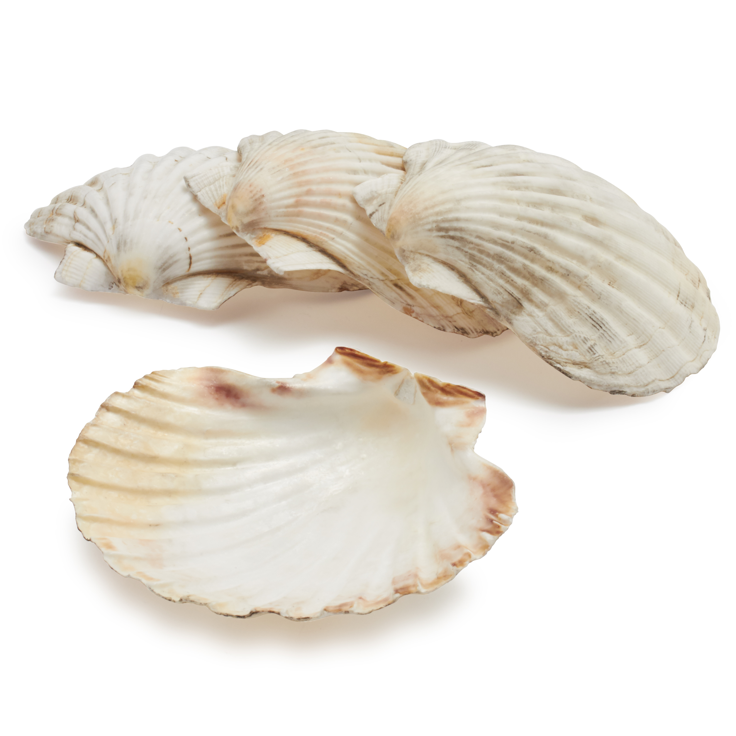 Natural Scallop Shells Various Sizes